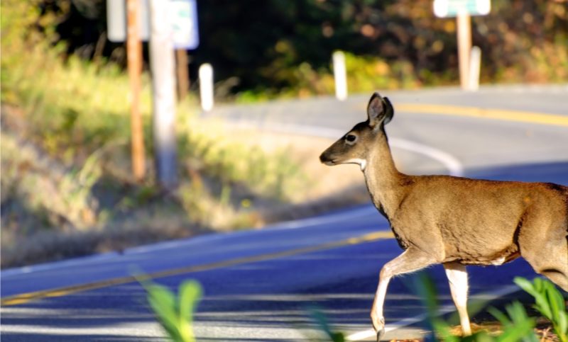 Deer about to cross a road